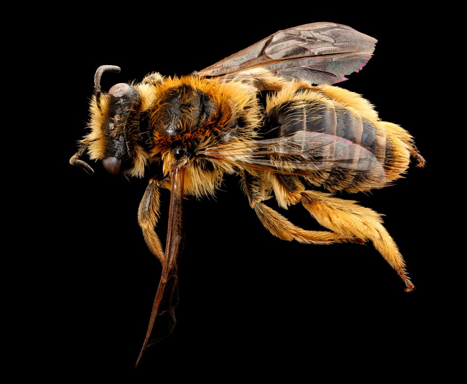 Nesocolletes fulvescens, f, back, Queenstown, New Zealand 2017-06-20-14.46