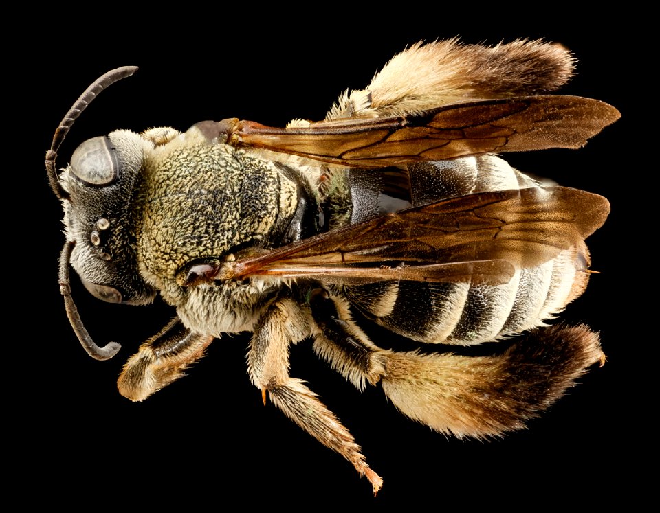 bee15274, f, turkey, angle 2014-08-14-17.37.10 ZS PMax