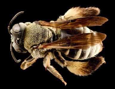 bee15274, f, turkey, angle 2014-08-14-17.37.10 ZS PMax