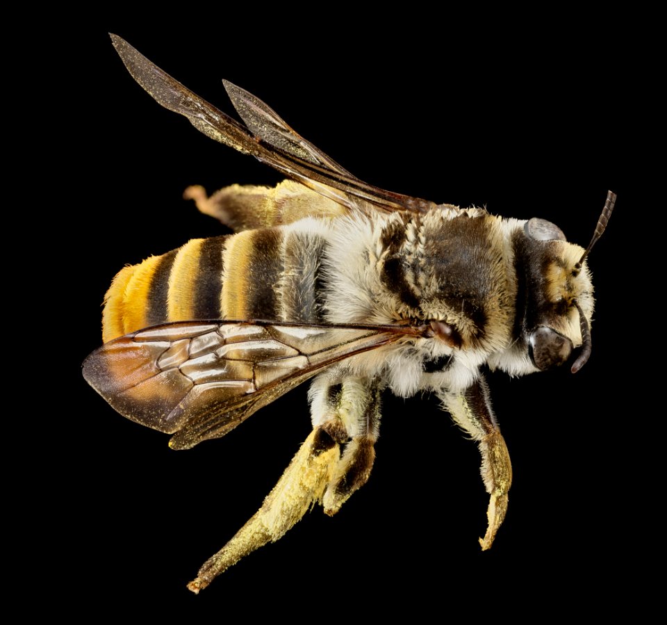stenotritus pubescens, f, back, australia 2014-07-05-12.32.47 ZS PMax