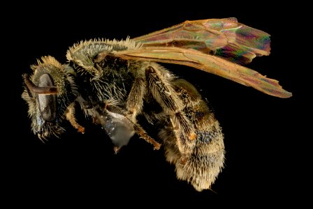 Lasioglossum prasinogaster, F, Side, WY, Lincoln County 2014-04-25-14.59.11 ZS PMax
