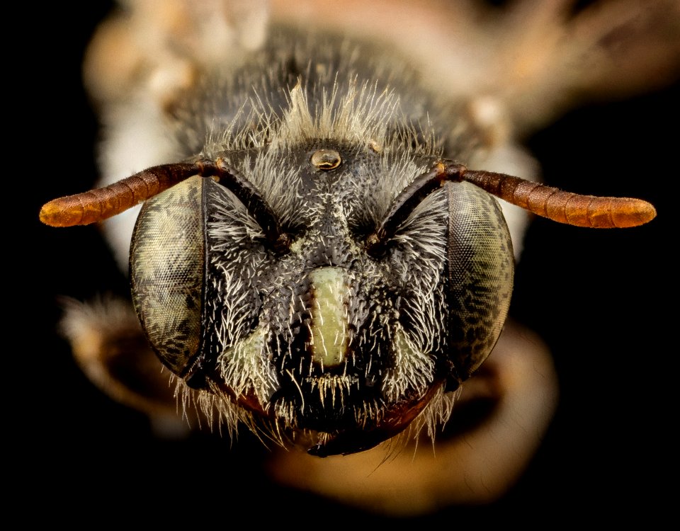 Meliturgula haematospila, face, f, south africa 2014-08-04-19.37.13 ZS PMax photo