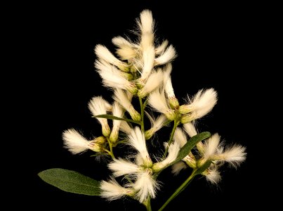 Baccharis halimifolia 3, Groundsel Tree, Howard County, Md 2019-03-22-05.02.17 ZS PMax UDR