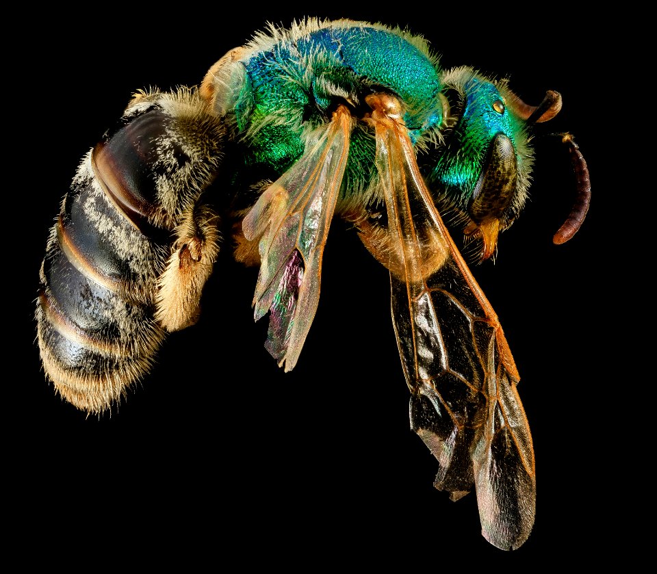 Agapostemon melliventris, F, side, Shannon Co., S. Dakota 2014-01-10-15.06.29 ZS PMax