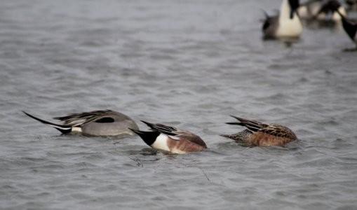 Assorted waterfowl foraging