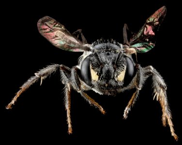 Nomada pilipes, F, Face,Dominican Republic, La Ve jarabacoa 2012-12-05-14.53.33 ZS PMax