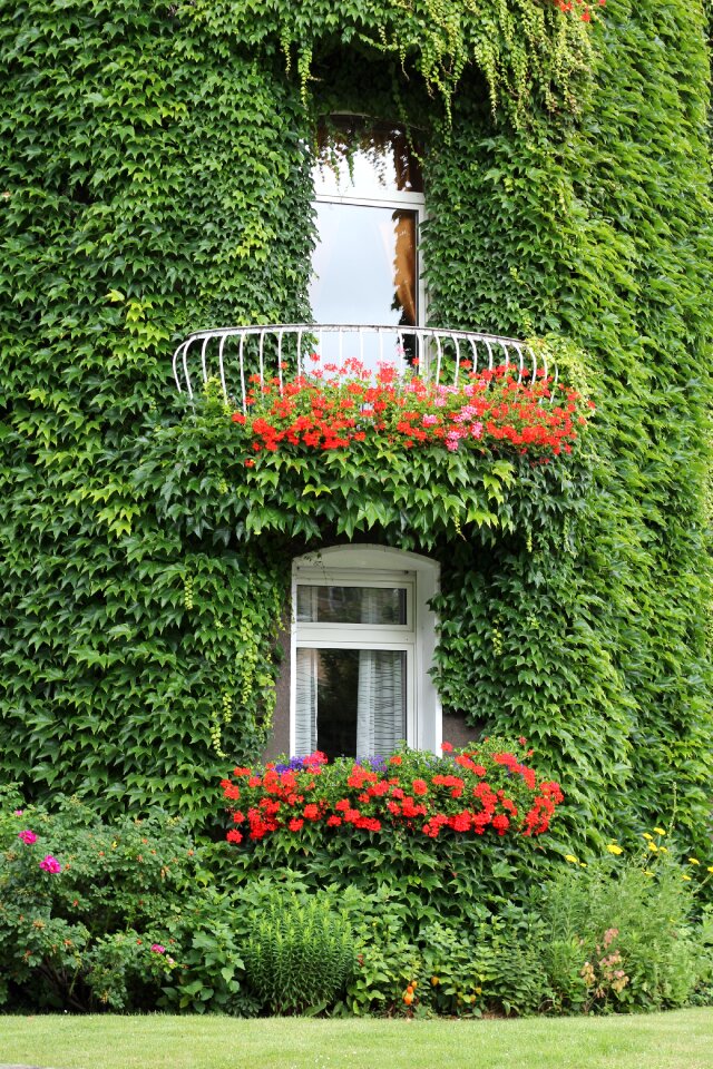 Window climber plant hauswand
