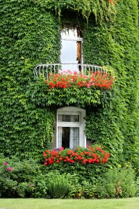 Window climber plant hauswand photo