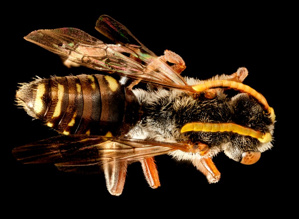 Nomada articulata, m, Talbot co, md, back 2015-05-17-16.35.16 ZS PMax