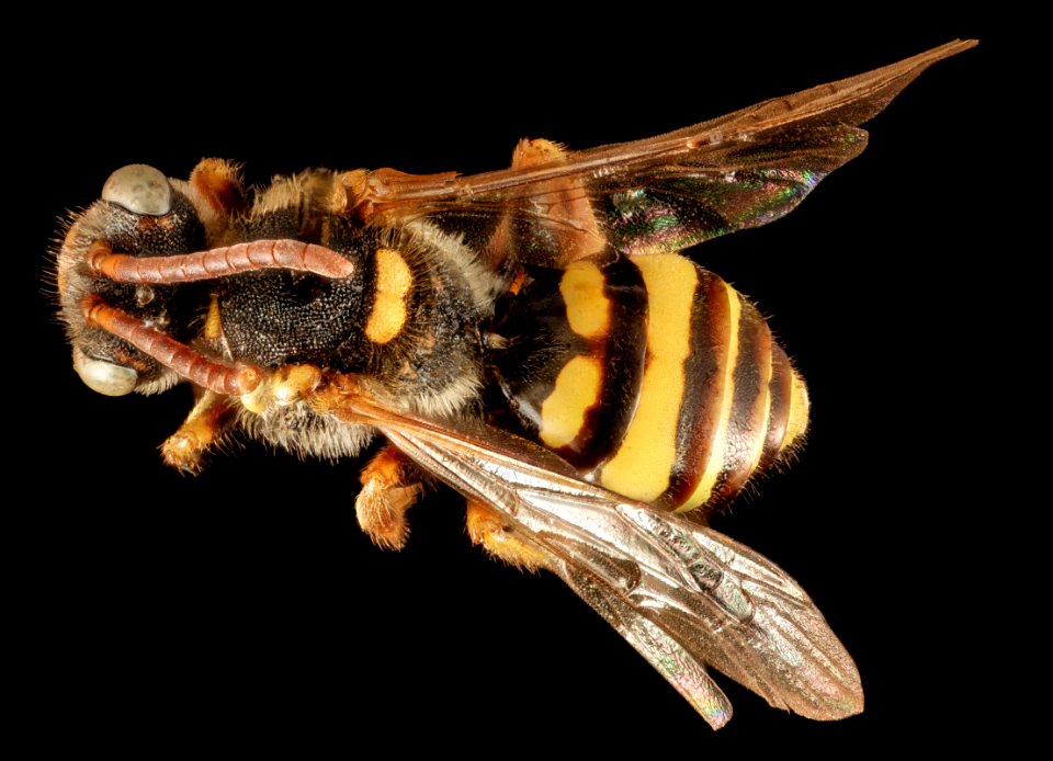Mystery Nomada, f, nj, back 2015-05-04-07.01.08 ZS PMax
