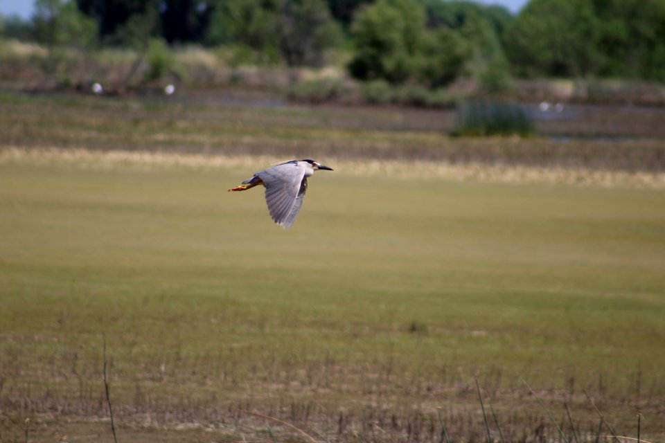 Black-crowned night-heron