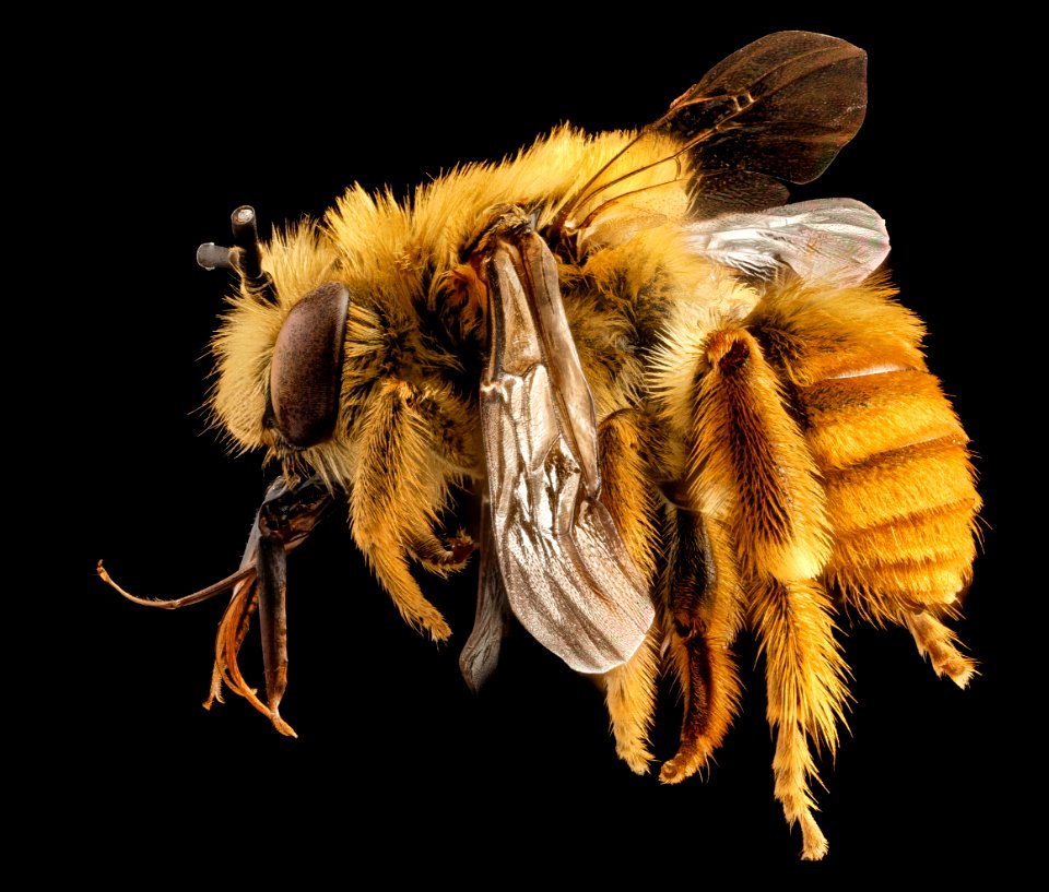 Eucera fulvohirta, M, Baker County, Georgia, side 2015-01-08-12.05.28 ZS PMax photo