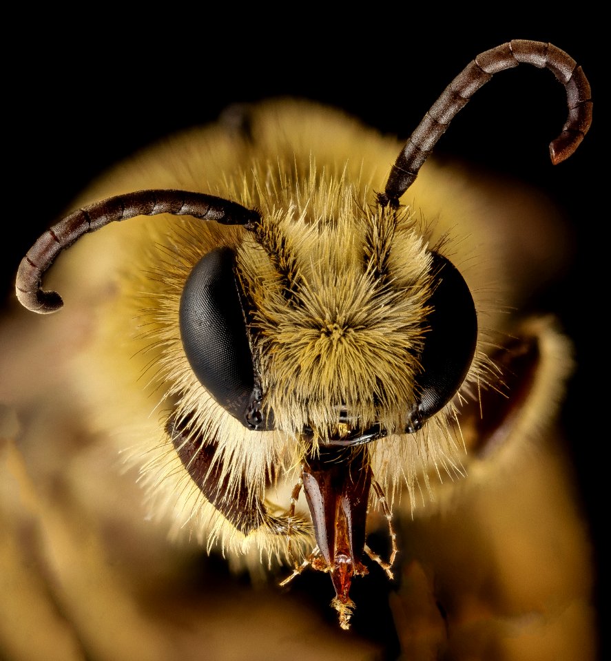 Melitta haemorrhoidalis, m , england, face 2014-11-02-01.40.26 ZS PMax-Recovered