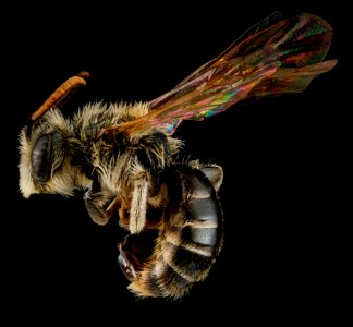 Andrena salictaria, U, side, Connecticut, Fairfield County 2012-12-28-13.48.49 ZS PMax