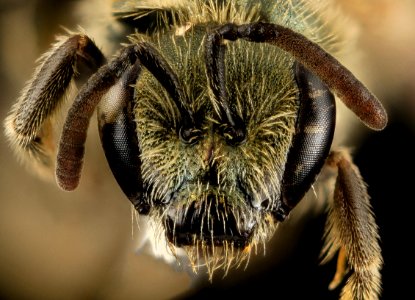 Lasioglossum perpunctatum, F, Face, MI, Alger County 2014-03-21-15.10.25 ZS PMax photo