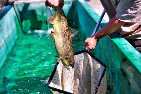 Winter-run Chinook salmon 2017-08-09
