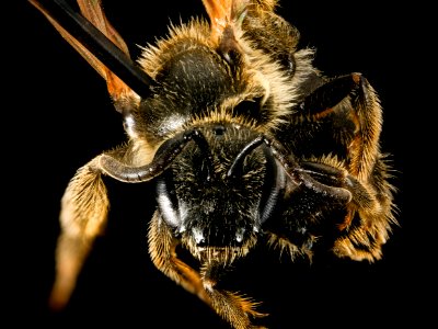 Lasioglossum seillean, F, face, New Hampshire, Coos County 2015-10-15-15.34
