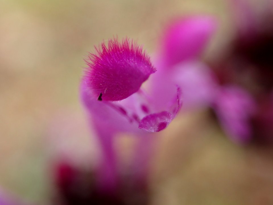 FLORES DE LA RIBERA DEL DUERO VALLADOLID