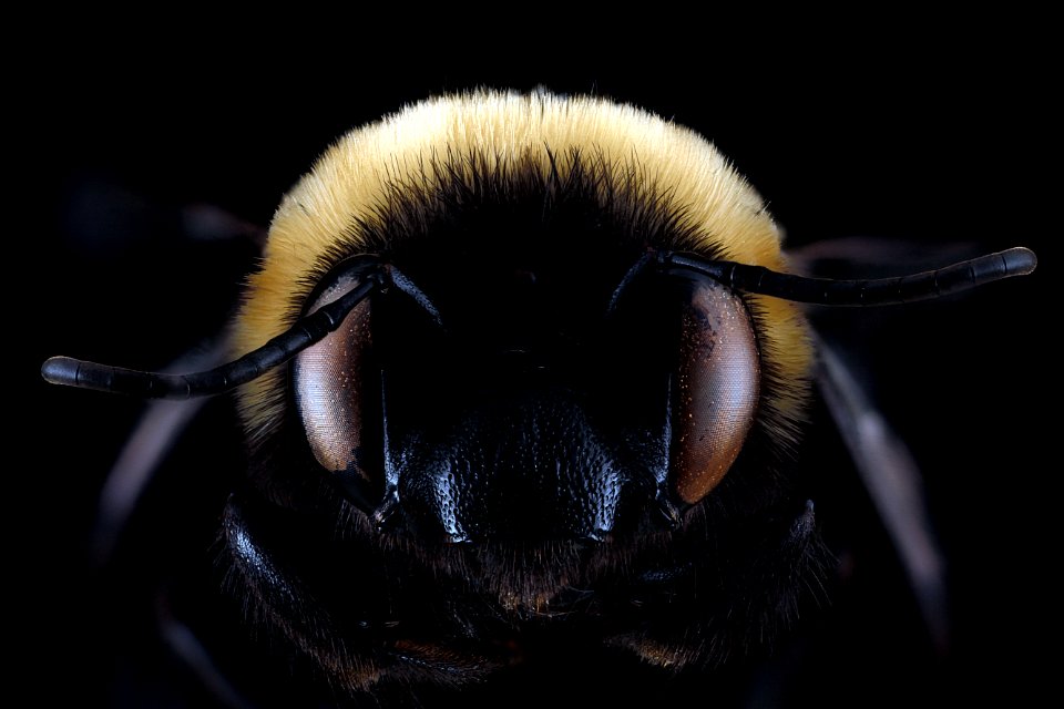 Habropoda-laboriosa,-female,-face 2012-07-16-16.33.52-ZS-PMax