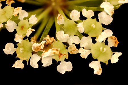 Cicuta maculata 3, Water Hemlock, Howard County, Md, Helen Lowe Metzman 2018-07-17-13.06.23 ZS PMax UDR