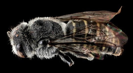 Stelis labiata, U, Back, NC, Moore County 2013-09-30-16.10.02 ZS PMax