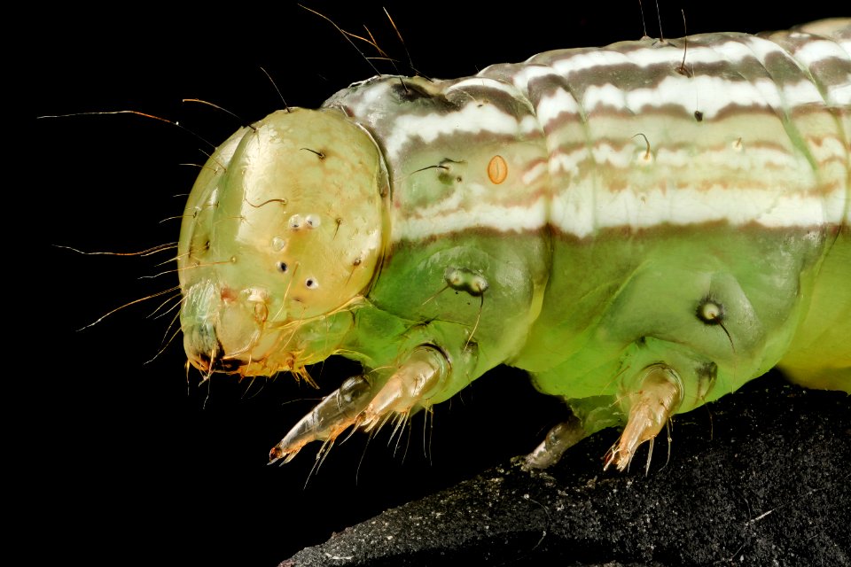 velvetbean caterpillar, headside 2014-06-04-21.41.54 ZS PMax