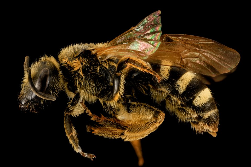 Lasioglossum trizonatum, F, Side, UT, Garfield County 2014-04-25-16.14.28 ZS PMax