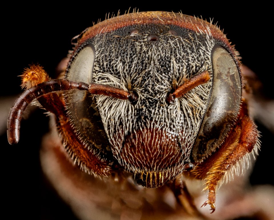 Pachyanthidium aff benguelense, f, 6711f07, face 2014-08-07-11.28.30 ZS PMax