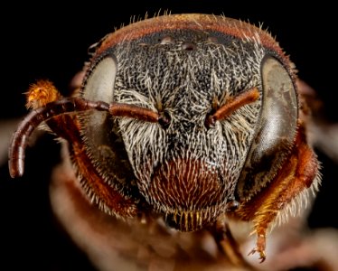 Pachyanthidium aff benguelense, f, 6711f07, face 2014-08-07-11.28.30 ZS PMax photo