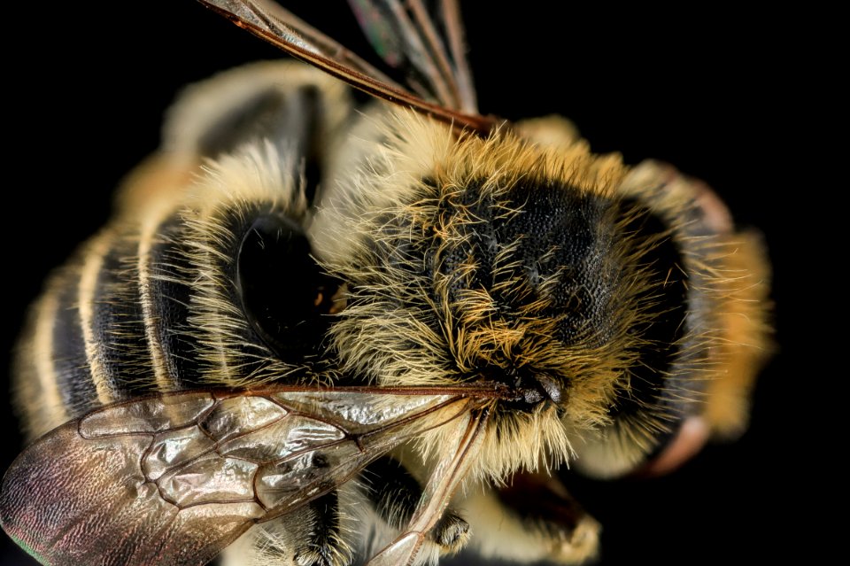 Megachile rubi,M,Back,NC,Moore County 2013-09-28-18.02.32 ZS PMax