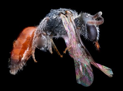 Sphecodes, f, MD, right2  2021-02-12-14.27.36 ZS PMax UDR