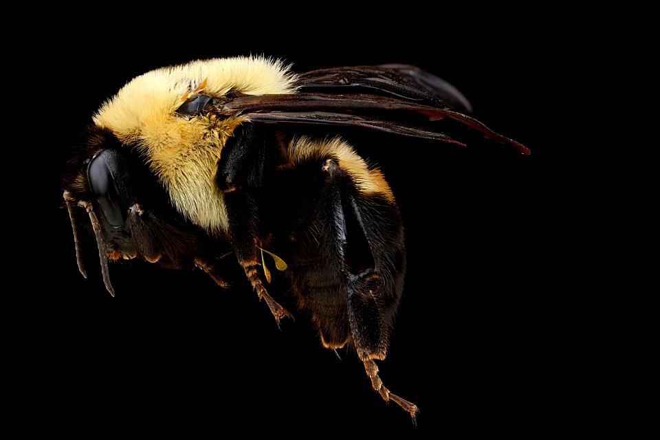 Bombus-griscocolis,-unkown,-side 2012-07-03-14.43.53-ZS-PMax