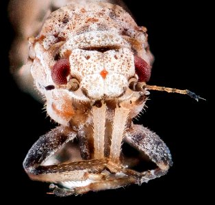 citrus psyllid, u, face2, ft detrick 2014-05-01-10.33.46 ZS PMax