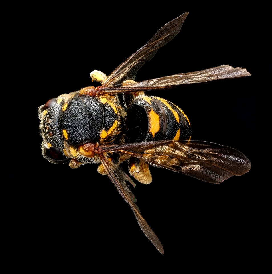 Dianthidium simile, m, back, Caroline Co., VA 2018-06-19-19.51.10 ZS PMax UDR