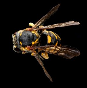 Dianthidium simile, m, back, Caroline Co., VA 2018-06-19-19.51.10 ZS PMax UDR