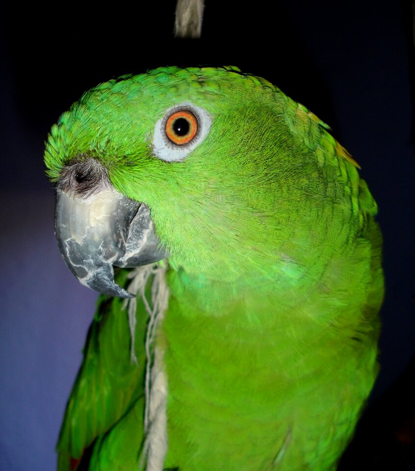 Bird animal exotic