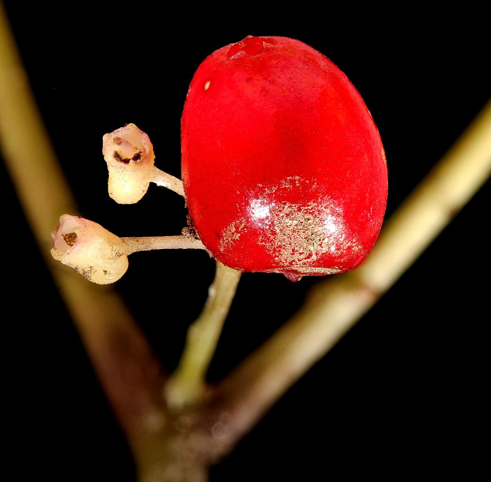 Panax quinquefolius 3, American Ginseng berry, GFG, Howard County, Md 2019-03-22-15.16.49 ZS PMax UDR