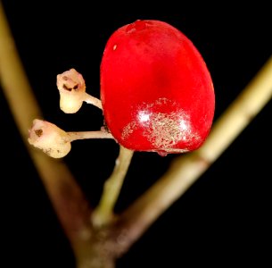 Panax quinquefolius 3, American Ginseng berry, GFG, Howard County, Md 2019-03-22-15.16.49 ZS PMax UDR