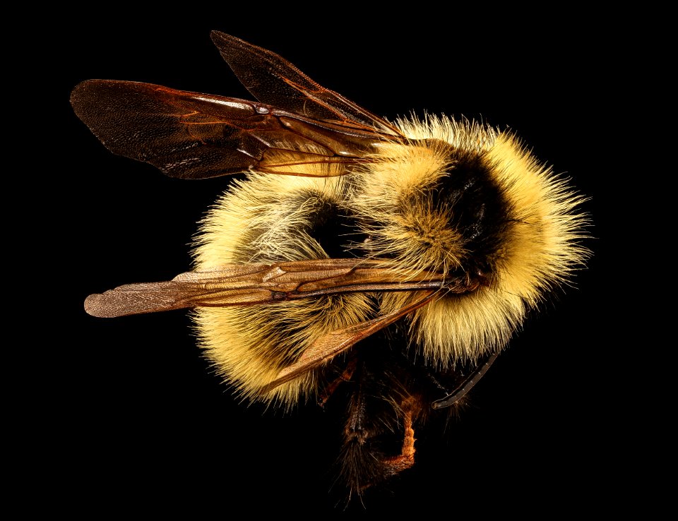 Bombus fernaldae, m, back, Centre Co., PA 2017-06-16-14.50
