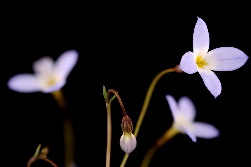Houstonia caerulaea, Common Bluets, Howard County, Md,  2018-05-17-17.13.11 ZS
