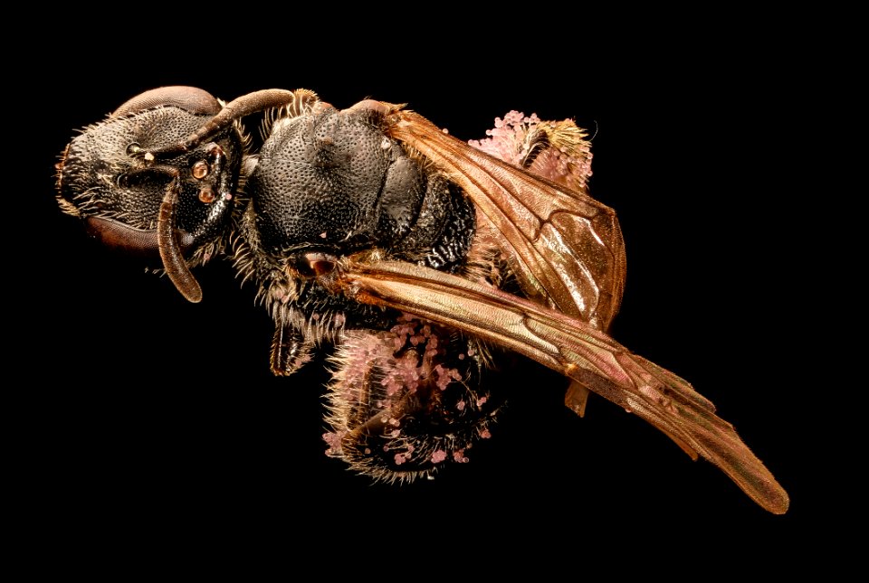 Lasioglossum pectorale, f, back, Centre Co., PA 2017-04-07-17.42