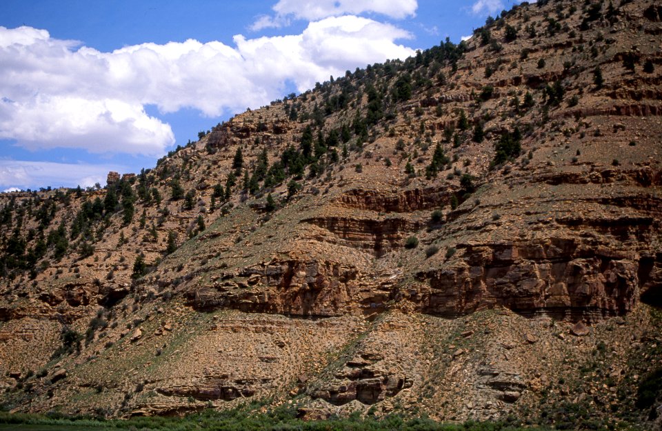 Trees along canyon slope