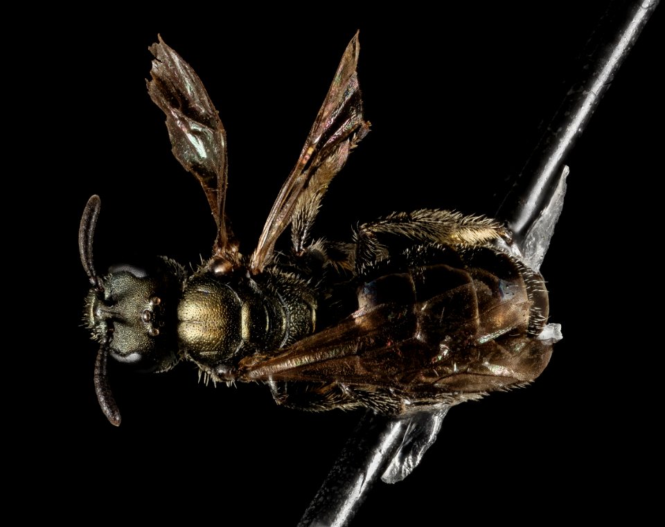 Lasioglossum lilliputense, F, Back, WY, Teton County 2015-03-24-15.04.18 ZS PMax