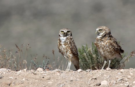 Burrowing Owls