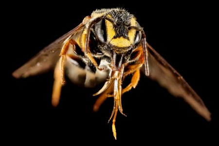 Stelis costalis, M, Face, GA, Baker County 2015-01-09-15.32.35 ZS PMax photo