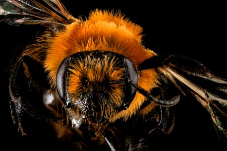 Andrena dunningi, F, face, MD, Harford County 2013-04-29-17.07