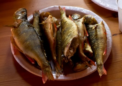Summer's Catch