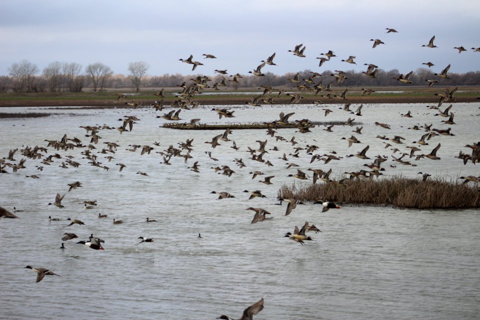 Mixed flock of waterfowl flying over wetland