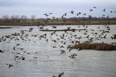 Mixed flock of waterfowl flying over wetland photo