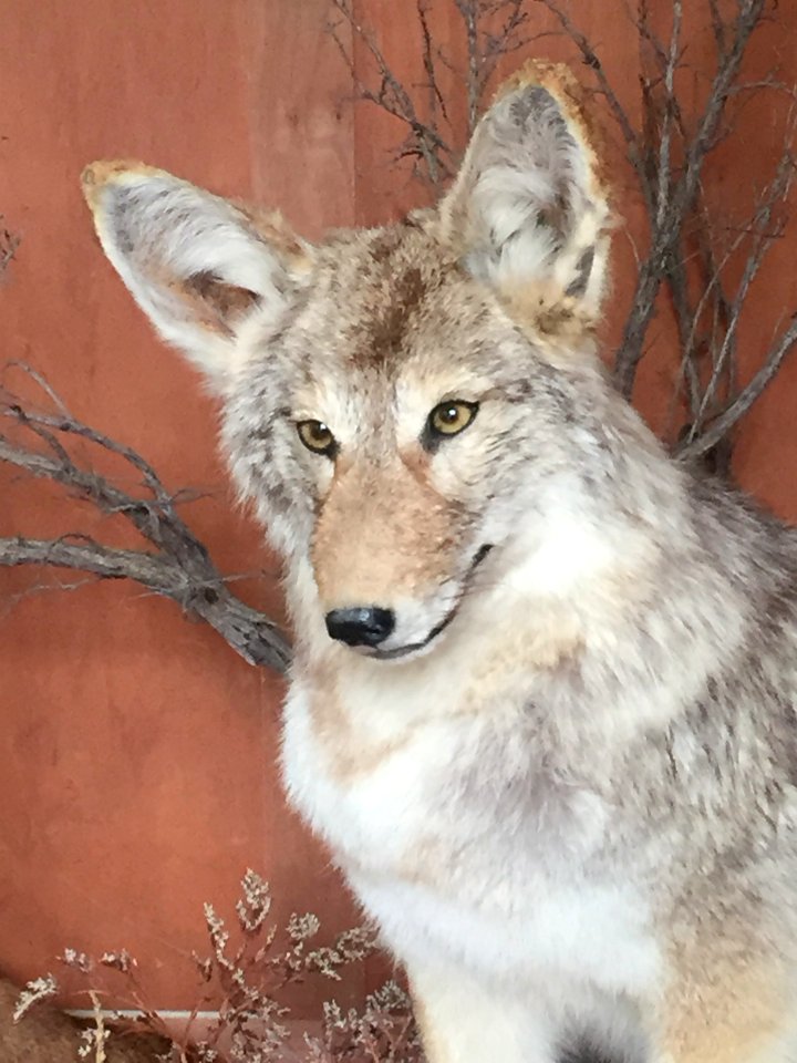 Learning about Utah's animals
